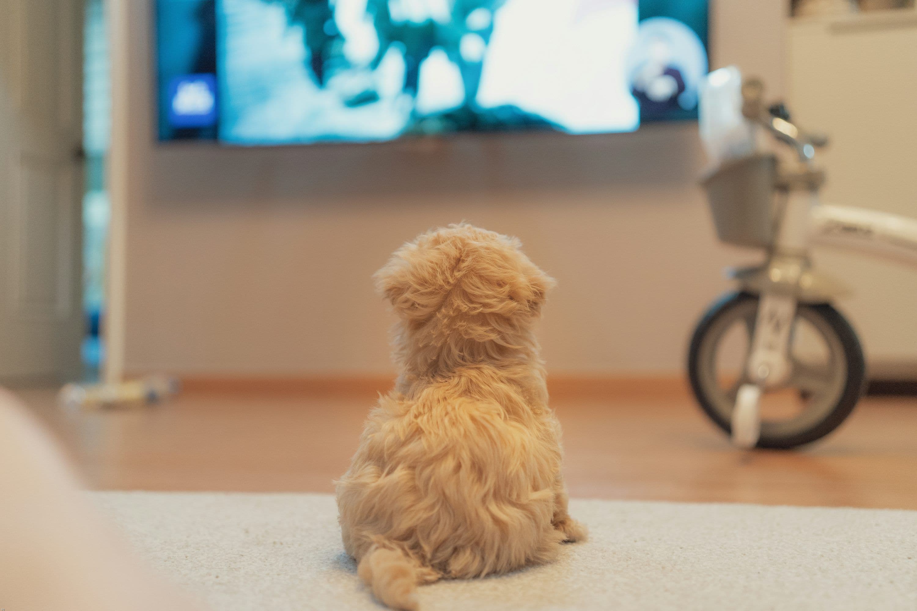Chaînes américaines et anglaises en Suisse : le guide IPTV